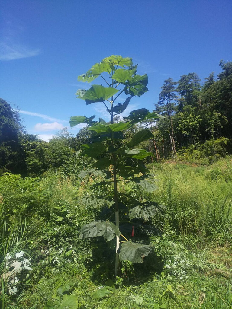 昨年冬に植林した桐苗が4.5mも成長しています❗️画像